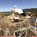 11_20-nest.jpg