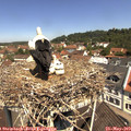 11_25-nest.jpg