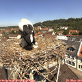 11_30-nest.jpg