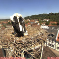11_35-nest.jpg
