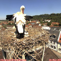 11_40-nest.jpg