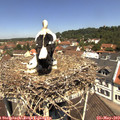 11_45-nest.jpg
