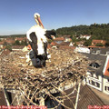 11_50-nest.jpg
