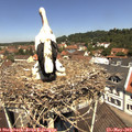 11_55-nest.jpg