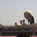 12_00-mast.jpg