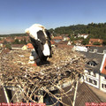 12_00-nest.jpg