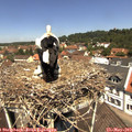 12_05-nest.jpg