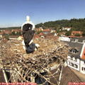 12_10-nest.jpg