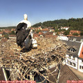 12_15-nest.jpg