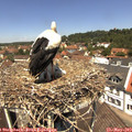 12_20-nest.jpg