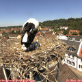 12_25-nest.jpg