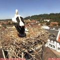 12_30-nest.jpg
