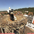 12_35-nest.jpg