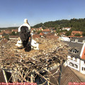 12_40-nest.jpg