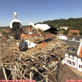 12_45-nest.jpg