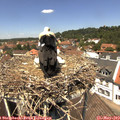 12_50-nest.jpg