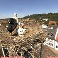 12_55-nest.jpg