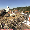13_00-nest.jpg