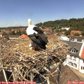 13_05-nest.jpg