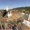 13_10-nest.jpg