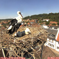 13_20-nest.jpg