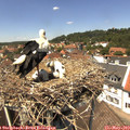 13_25-nest.jpg