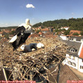 13_30-nest.jpg