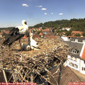 13_35-nest.jpg
