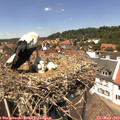 13_40-nest.jpg