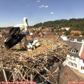 13_45-nest.jpg