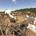 13_50-nest.jpg