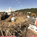 13_55-nest.jpg