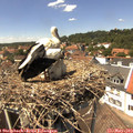 14_00-nest.jpg