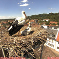14_05-nest.jpg
