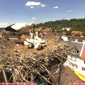 14_10-nest.jpg