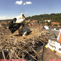 14_15-nest.jpg