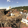 14_20-nest.jpg
