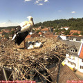 14_25-nest.jpg