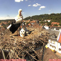 14_30-nest.jpg