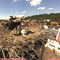 14_35-nest.jpg