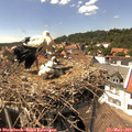 14_50-nest.jpg