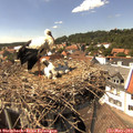 14_55-nest.jpg