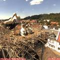 15_05-nest.jpg