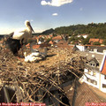 15_15-nest.jpg