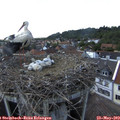 15_20-nest.jpg