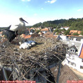 15_25-nest.jpg