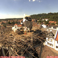 15_30-nest.jpg