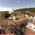 15_35-nest.jpg