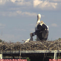 15_40-mast.jpg