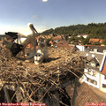 15_40-nest.jpg